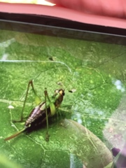 Conocephalus nigropleurum