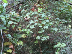Vitis berlandieri