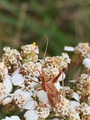 Phytocoris varipes