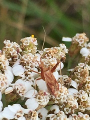 Phytocoris varipes