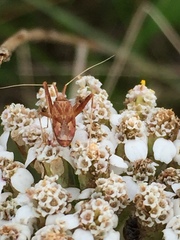 Phytocoris varipes