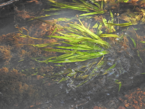 Image of Blyxa aubertii by (c) Scott W. Gavins, some rights reserved (CC BY)
