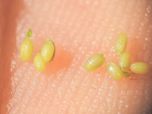 Image of Blyxa aubertii by (c) Scott W. Gavins, some rights reserved (CC BY)