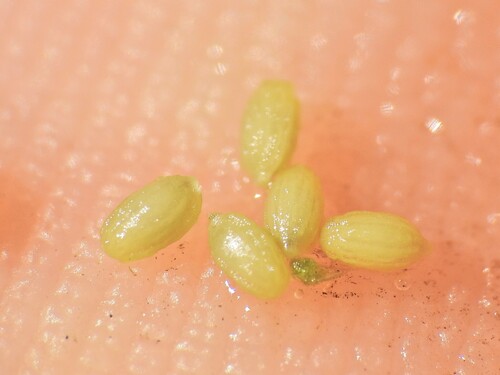 Image of Blyxa aubertii by (c) Scott W. Gavins, some rights reserved (CC BY)