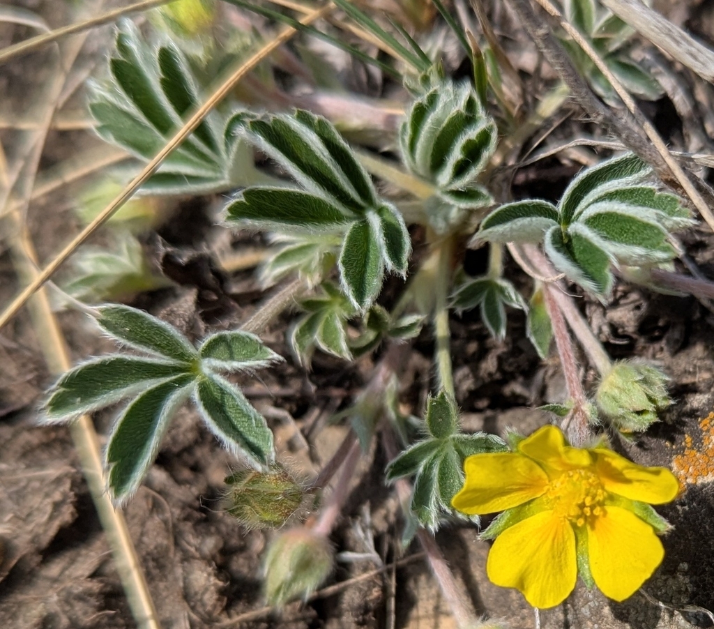 Potentilla concinna; photograph Troy McConaghy, CC0, iNaturalist via GBIF