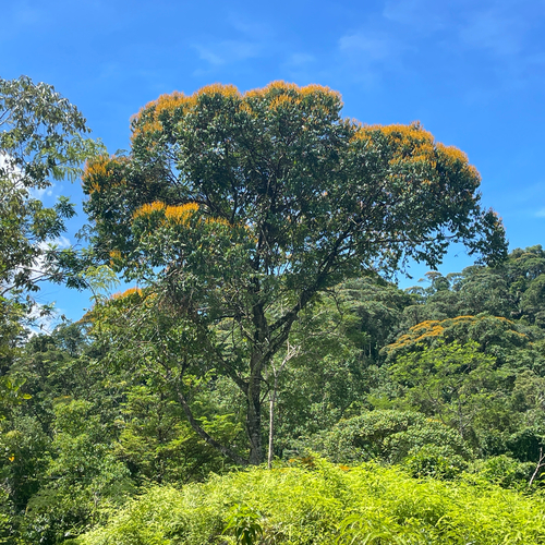 Vochysia ferruginea (Vochysia ferruginea)