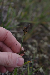 Carex bigelowii arctisibirica