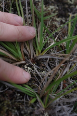 Carex bigelowii arctisibirica