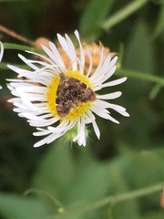 Anthophila fabriciana