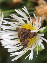 Anthophila fabriciana