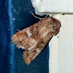Lacinipolia stricta
