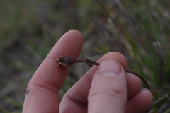 Tephroseris integrifolia atropurpurea