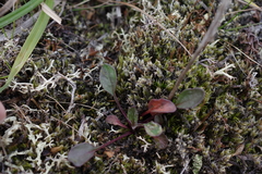 Tephroseris integrifolia atropurpurea