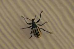 Diaprepes abbreviatus