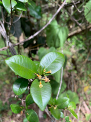 Alyxia stellata