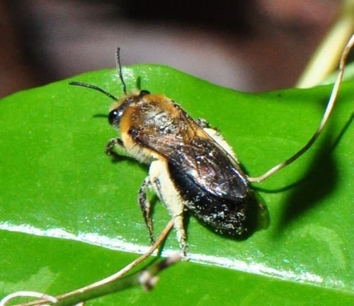 Rufous-backed Cellophane Bee photo 6