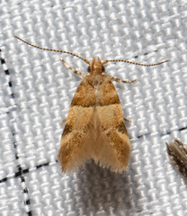 Theisoa constrictella