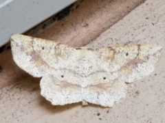 Euchlaena pectinaria