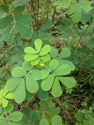 American Sicklepod