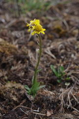 Tephroseris integrifolia atropurpurea