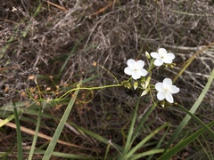 Drosera pallida