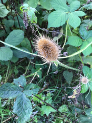 Dipsacus fullonum