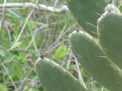 Opuntia bonaerensis