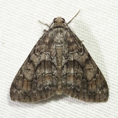 Galenara lixaria