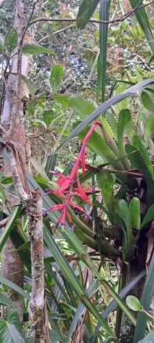 Foto de Billbergia