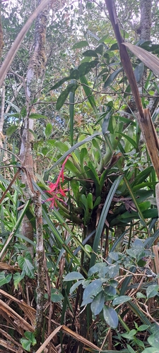 Foto de Billbergia