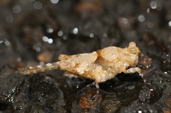 Ergatettix dorsifera
