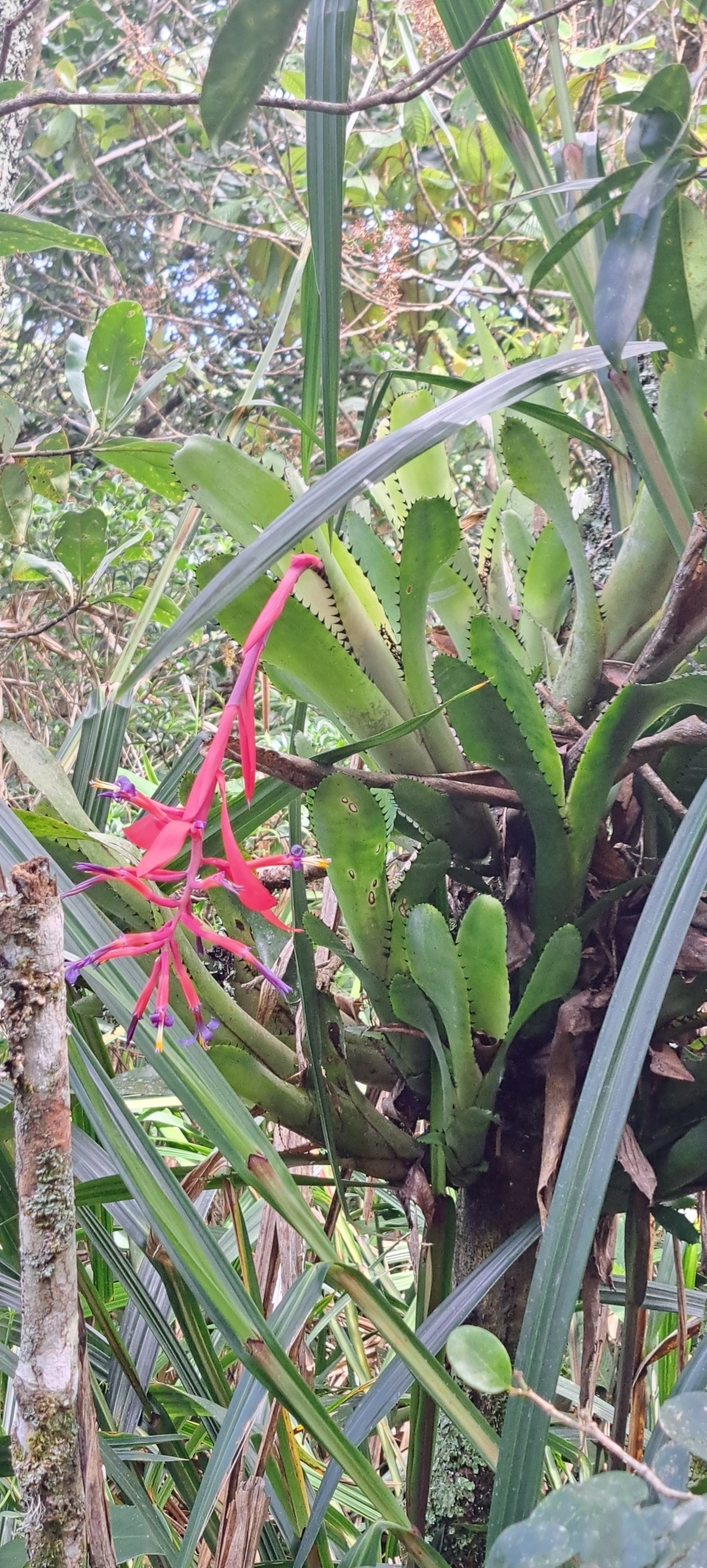 Imagem de Billbergia