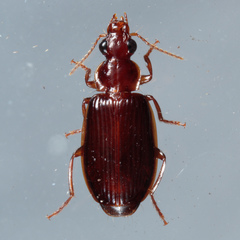 Plochionus timidus