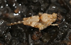 Ergatettix dorsifera