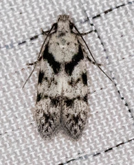 Pseudotelphusa palliderosacella
