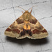 Lynx Flower Moth - Photo (c) Anna Bennett, some rights reserved (CC BY-NC), uploaded by Anna Bennett