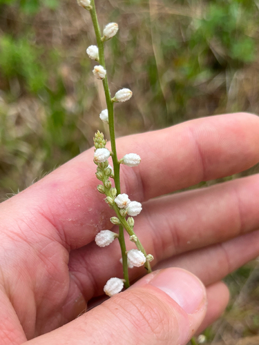 White colic-root (Aletris obovata)