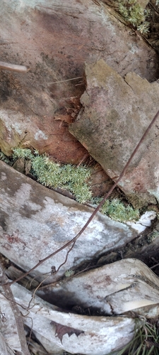 Image of Octoblepharum albidum by no rights reserved