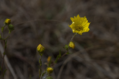 Hemizonia congesta lutescens