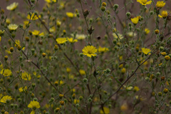 Hemizonia congesta lutescens