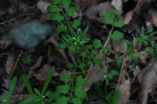 Pennsylvania bittercress (Cardamine pensylvanica)