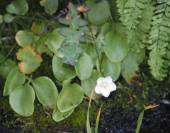 Parnassia