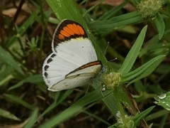 Colotis etrida