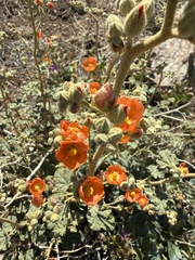 Sphaeralcea ambigua