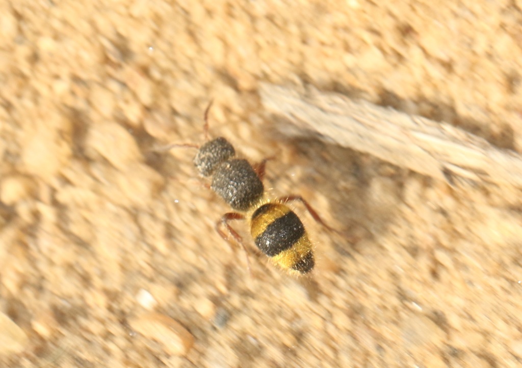 Kurzenkotilla cicatricifera