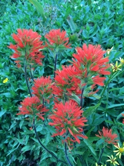 Castilleja suksdorfii