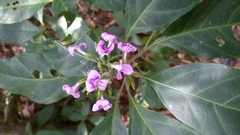 Hypoestes