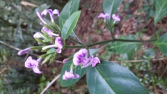 Hypoestes