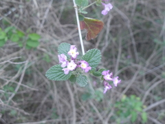 Lantana megapotamica