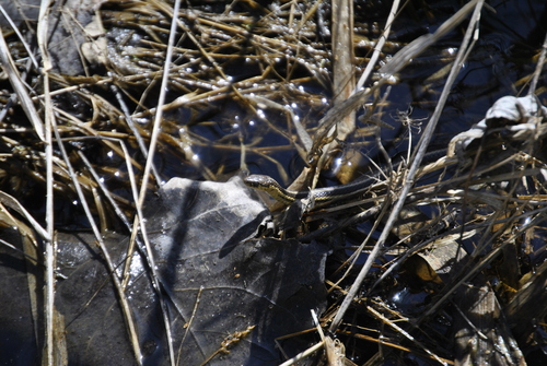 Butler's Garter Snake